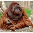 Der Gorilla der ein Orang-Utan ist