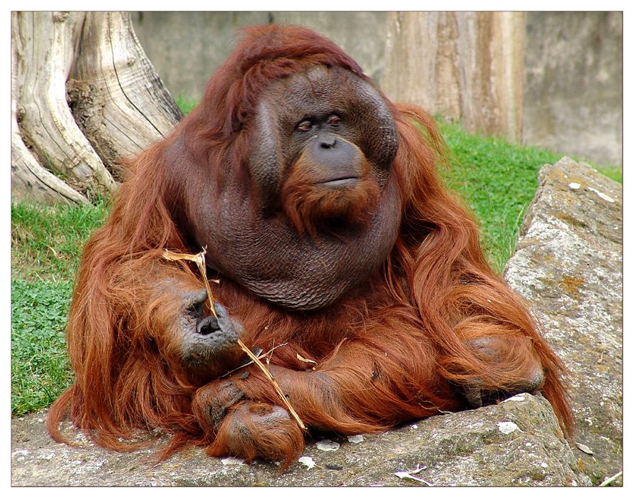 Der Gorilla der ein Orang-Utan ist