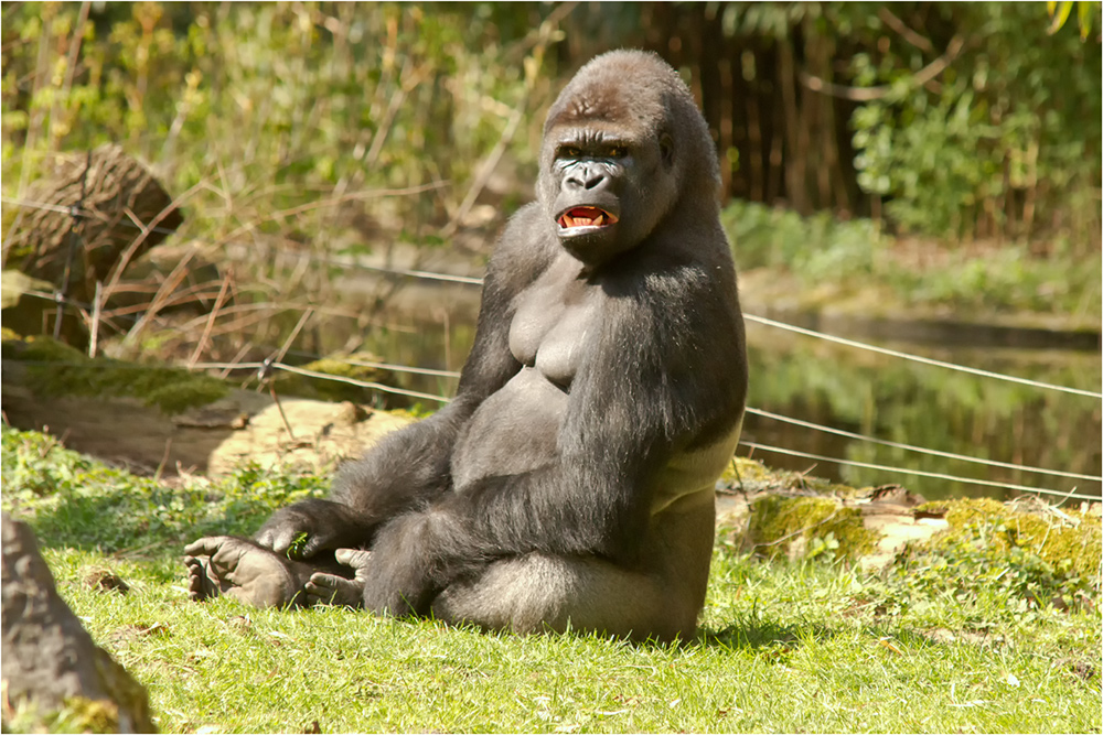 Der Gorilla im Duisburger Zoo