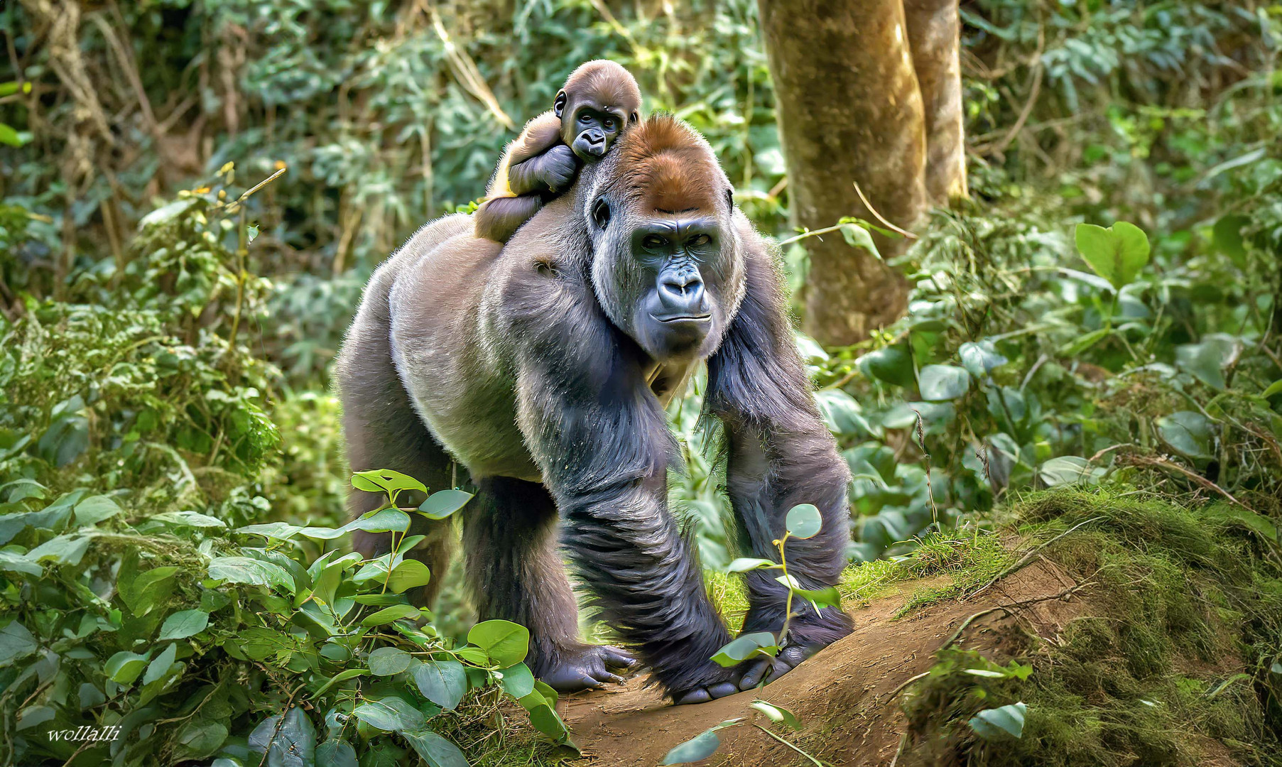 Der Gorilla mit seinem Nachwuchs im Urwald