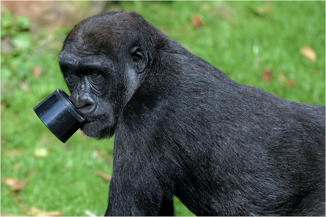 Der Gorilla und die Gegenlichtblende