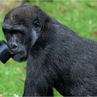 Der Gorilla und die Gegenlichtblende