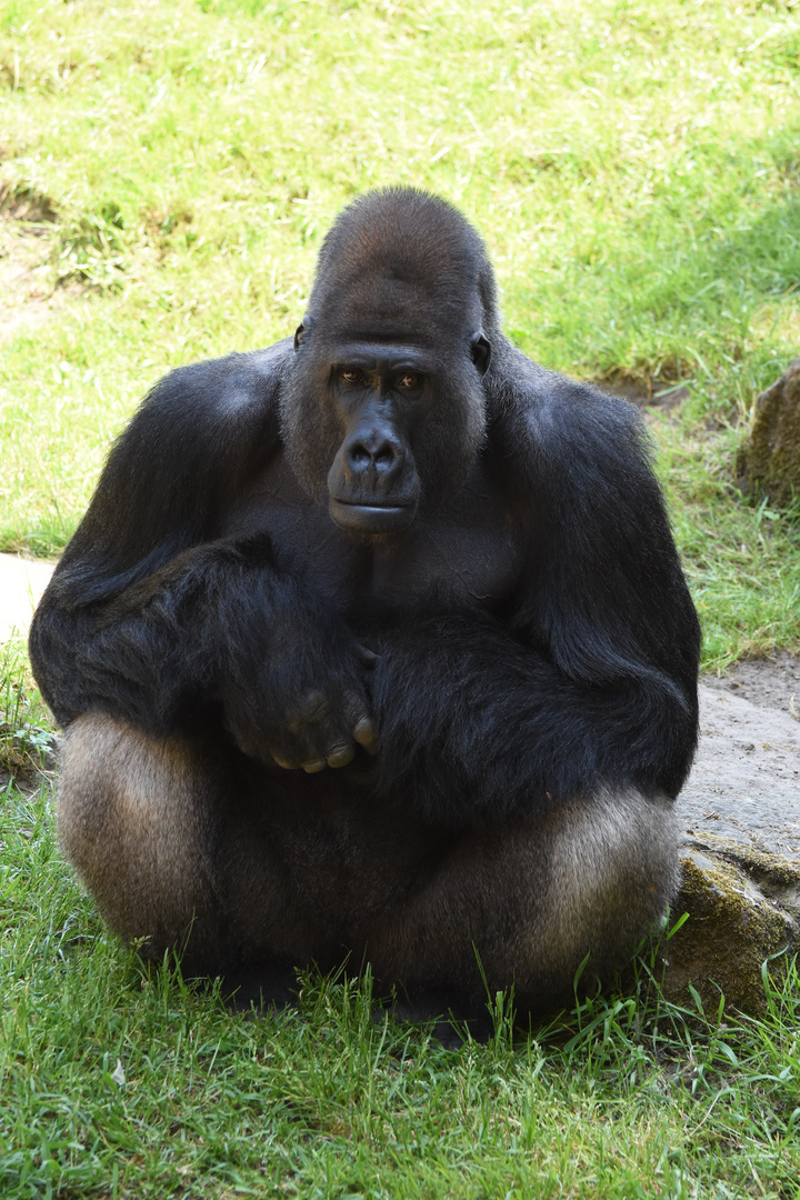 Der Gorillachef hat die Zuschauer im Blick