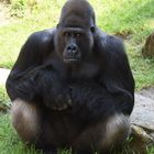 Der Gorillachef hat die Zuschauer im Blick