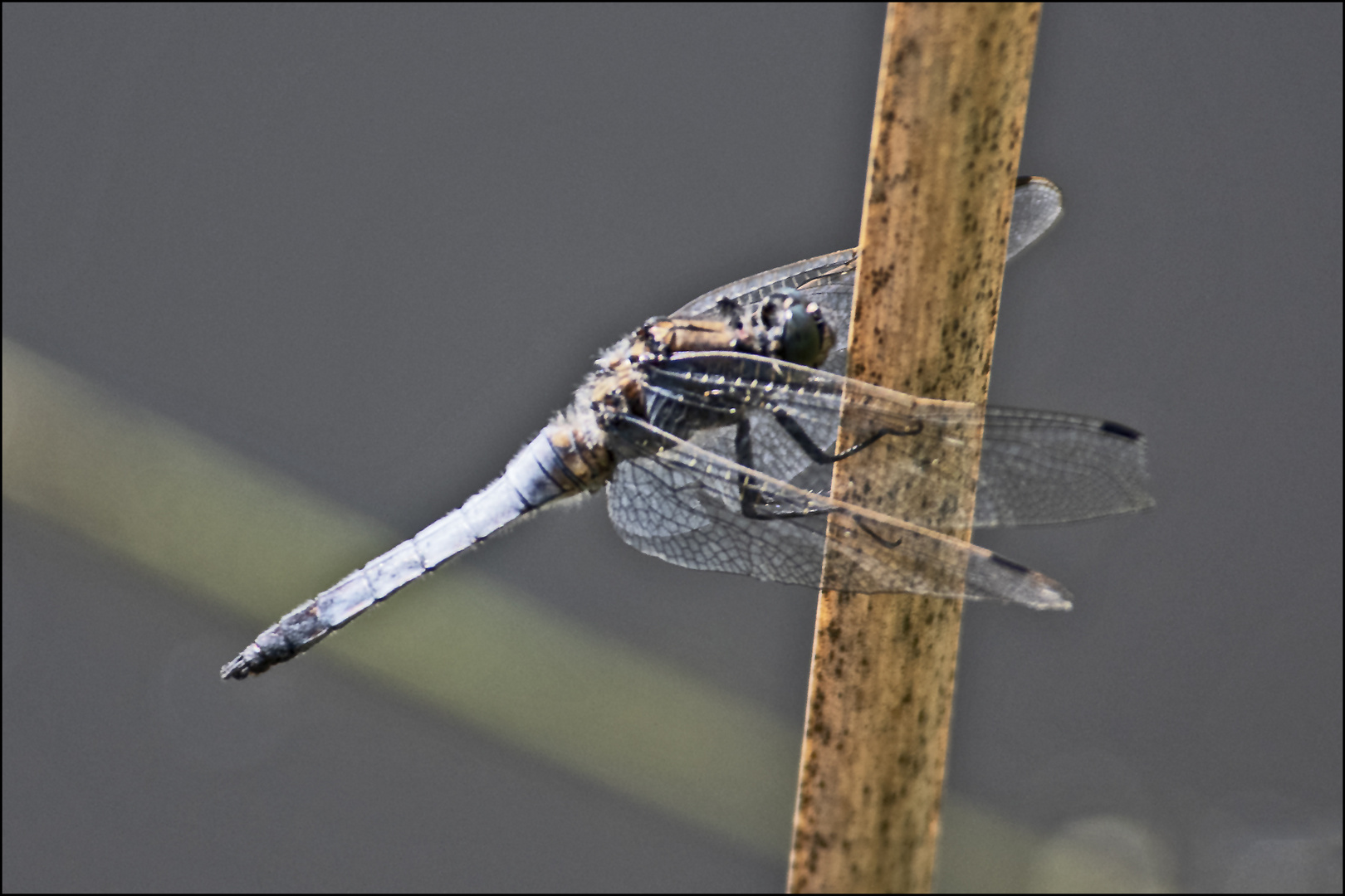 Der Goße Blaupfeil (Orthetrum cancellatum) ist . . . 