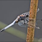 Der Goße Blaupfeil (Orthetrum cancellatum) ist . . . 