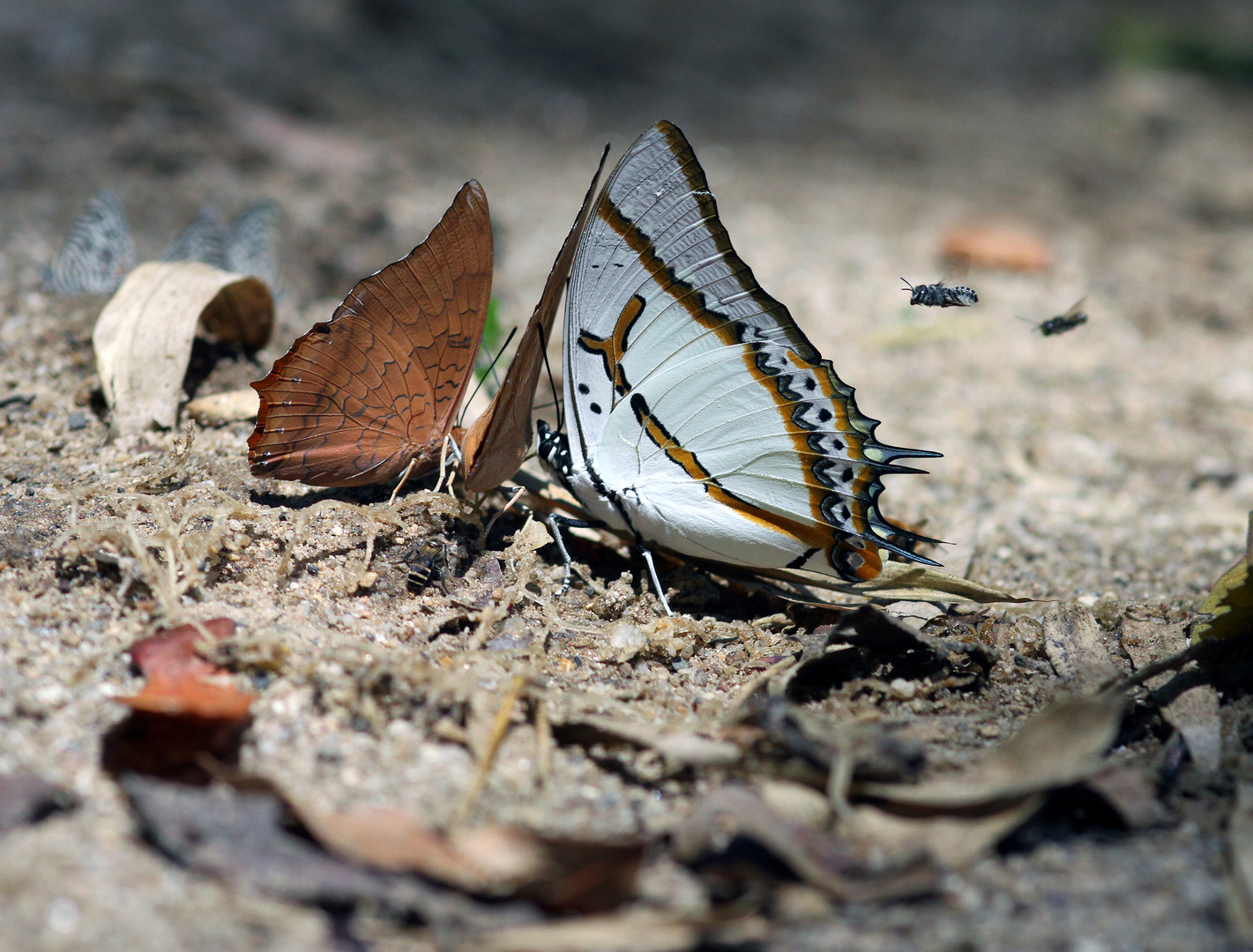 Der gosse Nawab Schmetterling