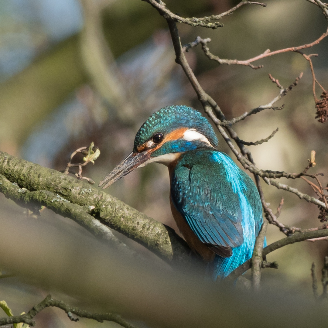 der Gräber... Foto & Bild tiere, wildlife, wild lebende vögel Bilder