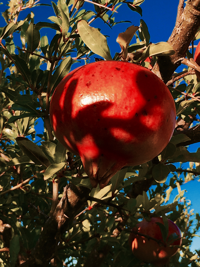 Der Granatapfel 