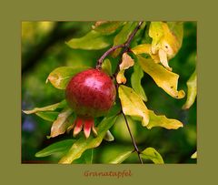 Der Granatapfel