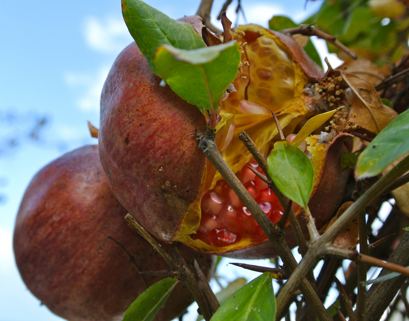 Der Granatapfel