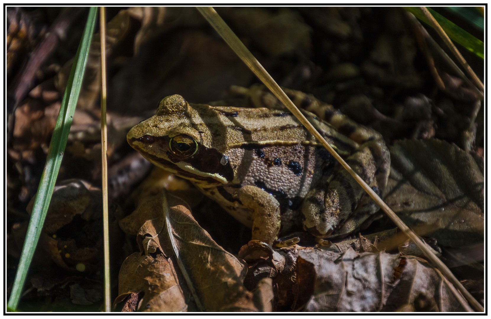 Der Grasfrosch