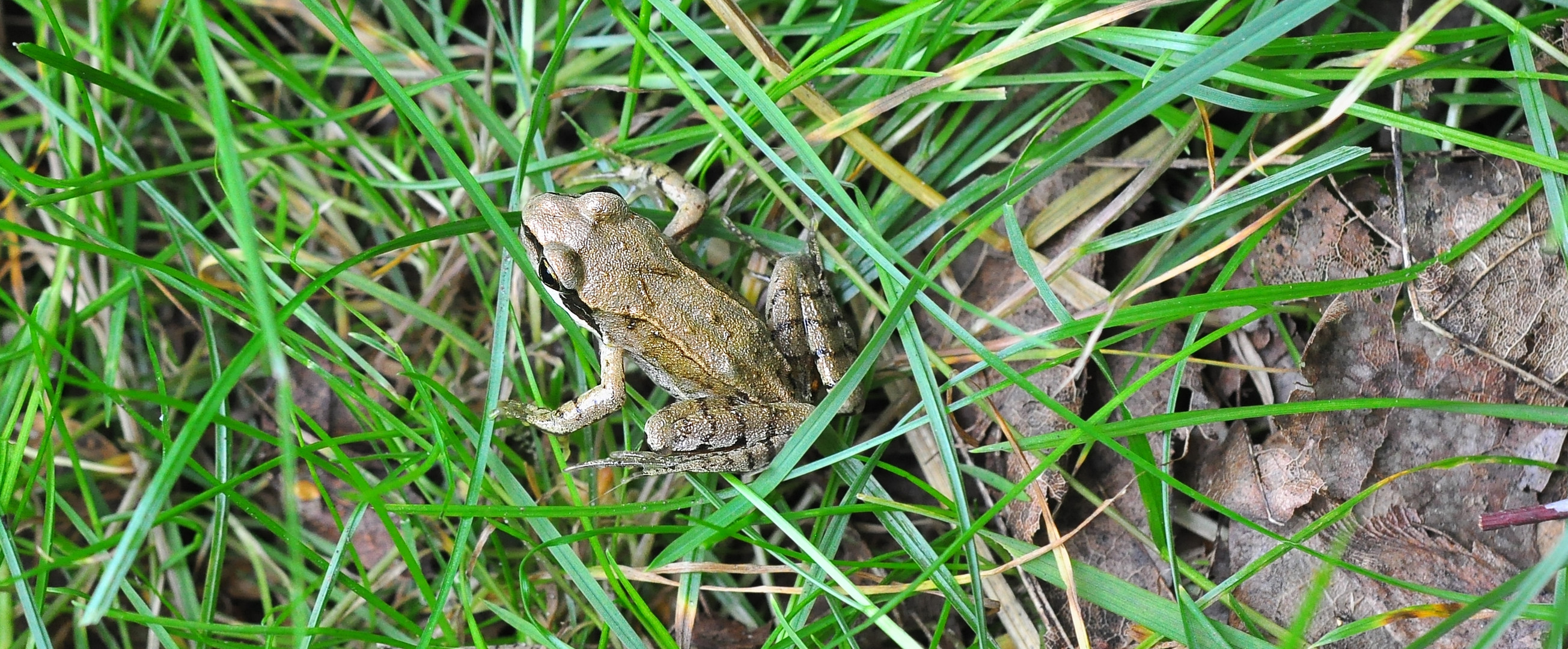 Der Grasfrosch im Laub.....