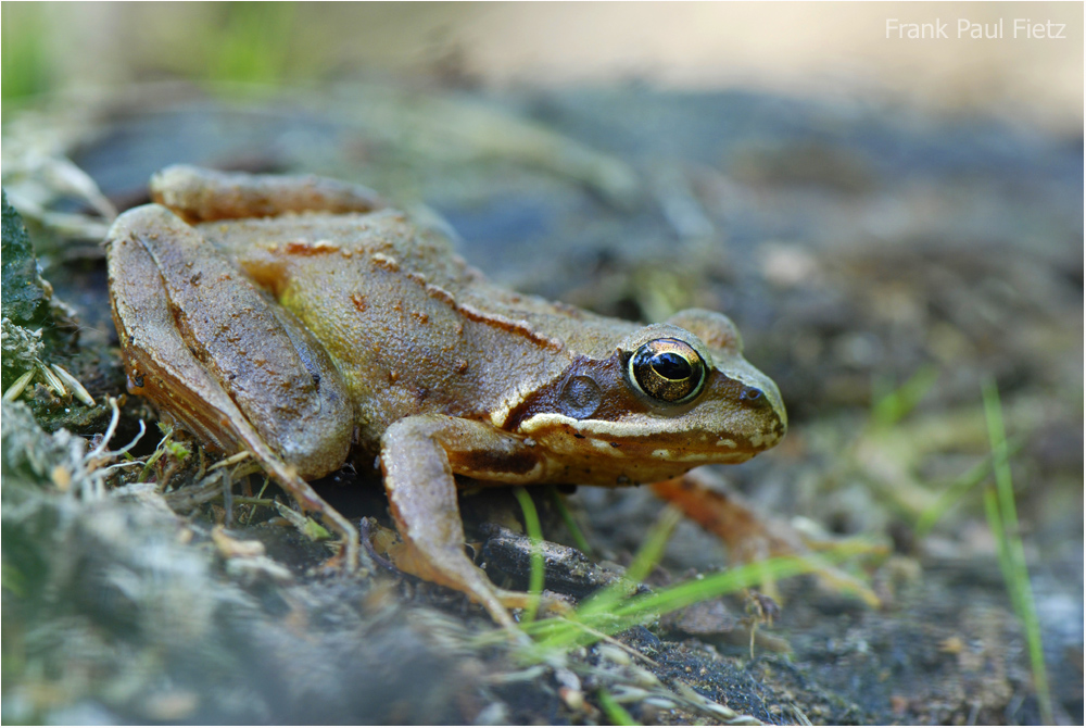 Der Grasfrosch | Rana temporaria #02