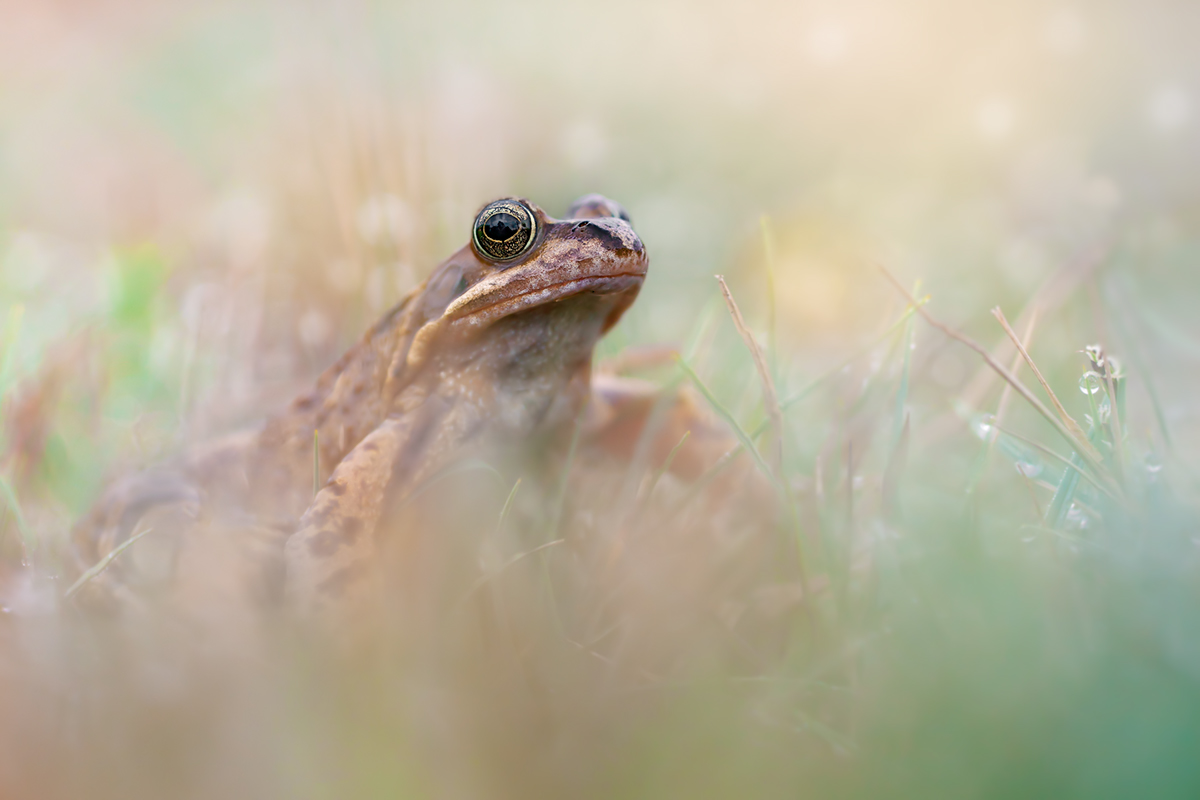 Der Grasfrosch Rana temporaria.