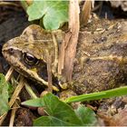 Der Grasfrosch (Rana temporaria)...