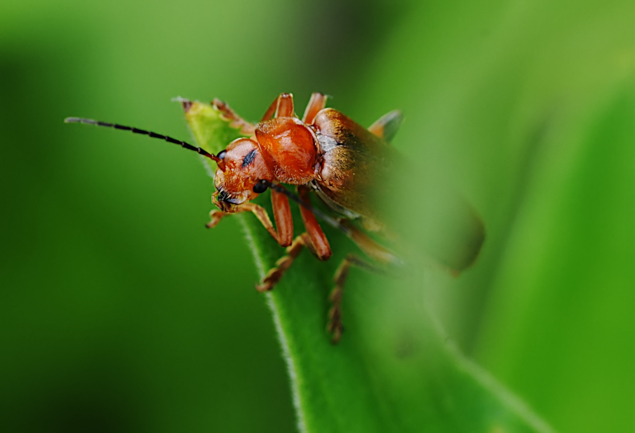 Der Grasgipfel ist erreicht...