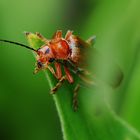 Der Grasgipfel ist erreicht...