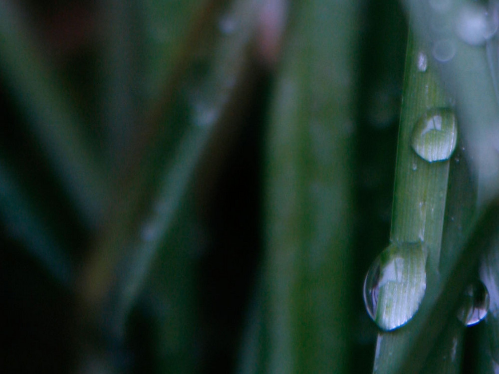 Der Grashalm mit Wasser