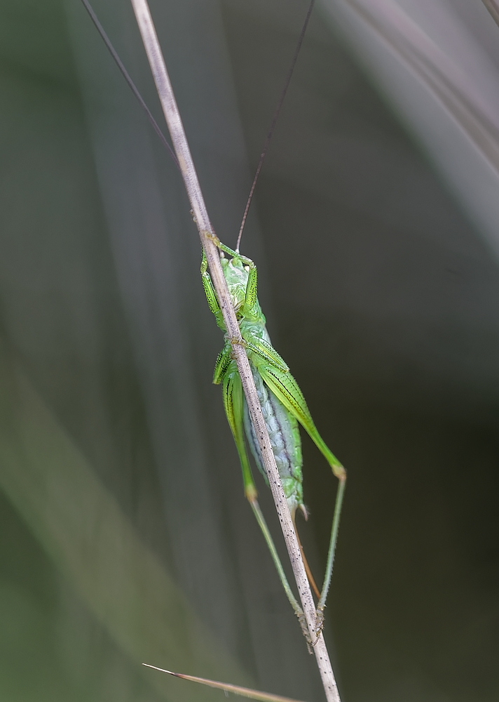 Der Grashüpfer