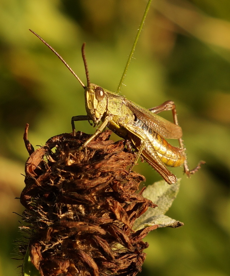 der Grashüpper