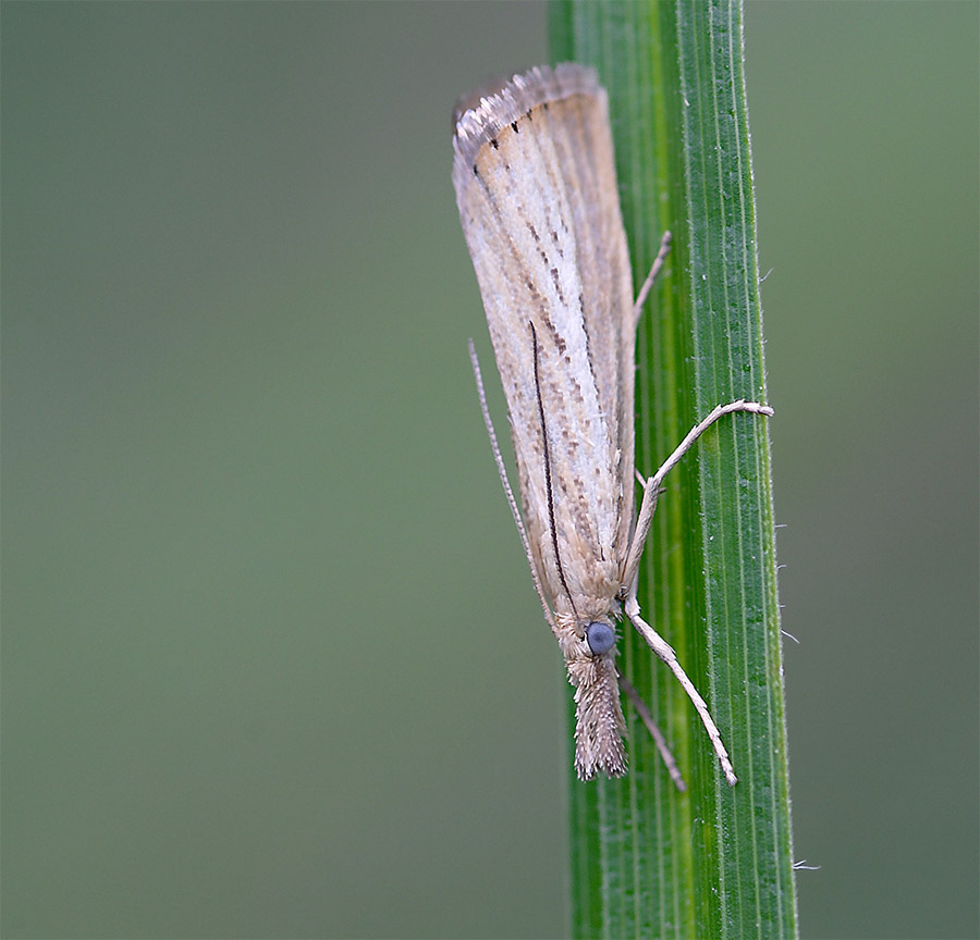 Der Graszuensler