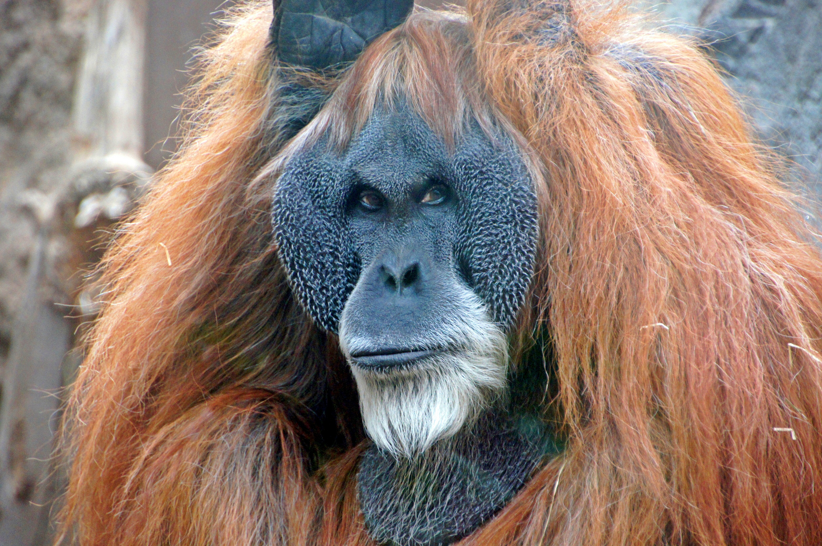 Der Graubart mit den roten Haaren