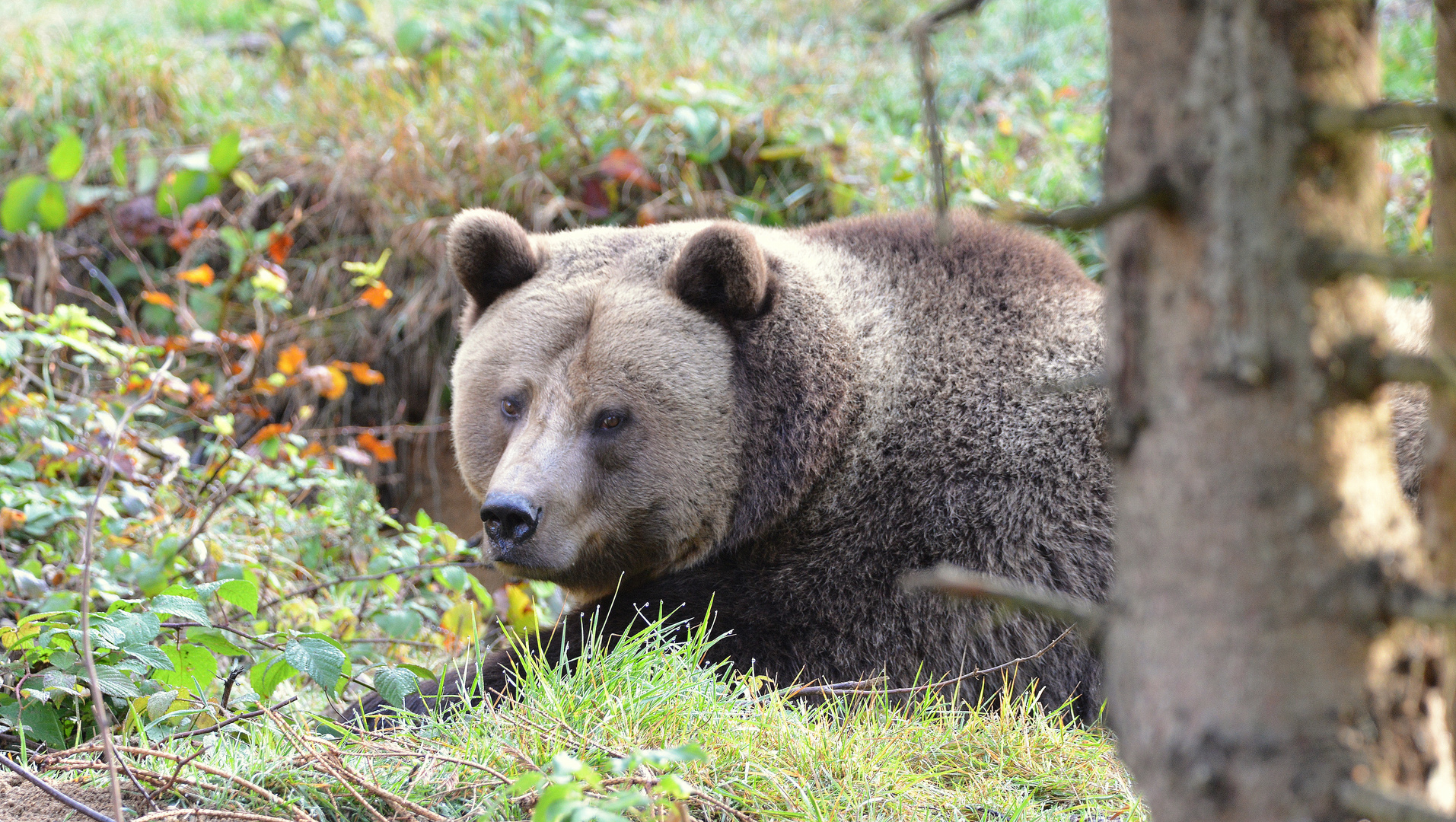 Der Graubraune...... Foto & Bild | tiere, zoo, wildpark & falknerei