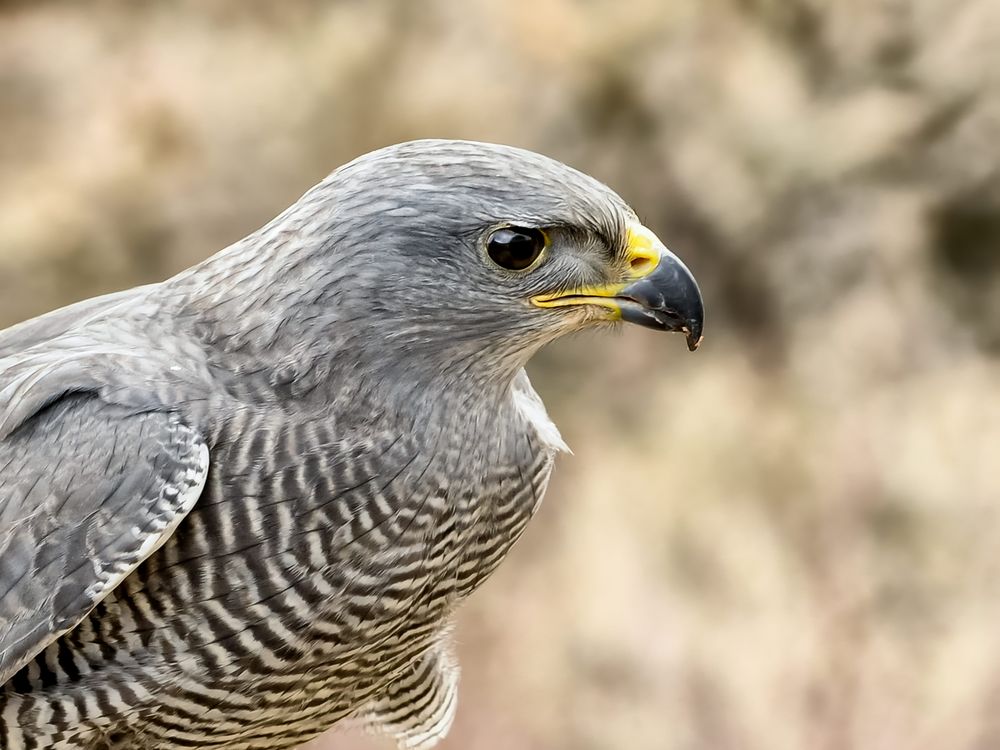 Der Graue Foto & Bild usa, natur, vogel Bilder auf