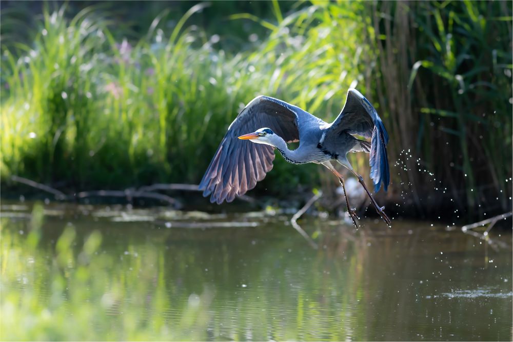 der Graue "Abflug"