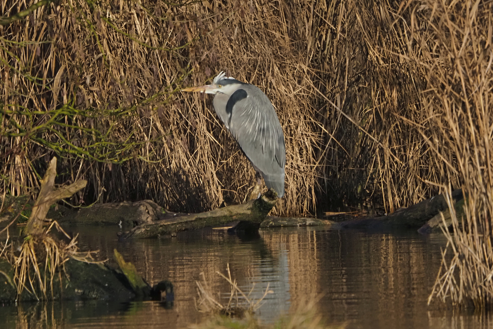 der Graue am anderen Ufer