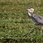 "Der GRAUE auf der Jagd"