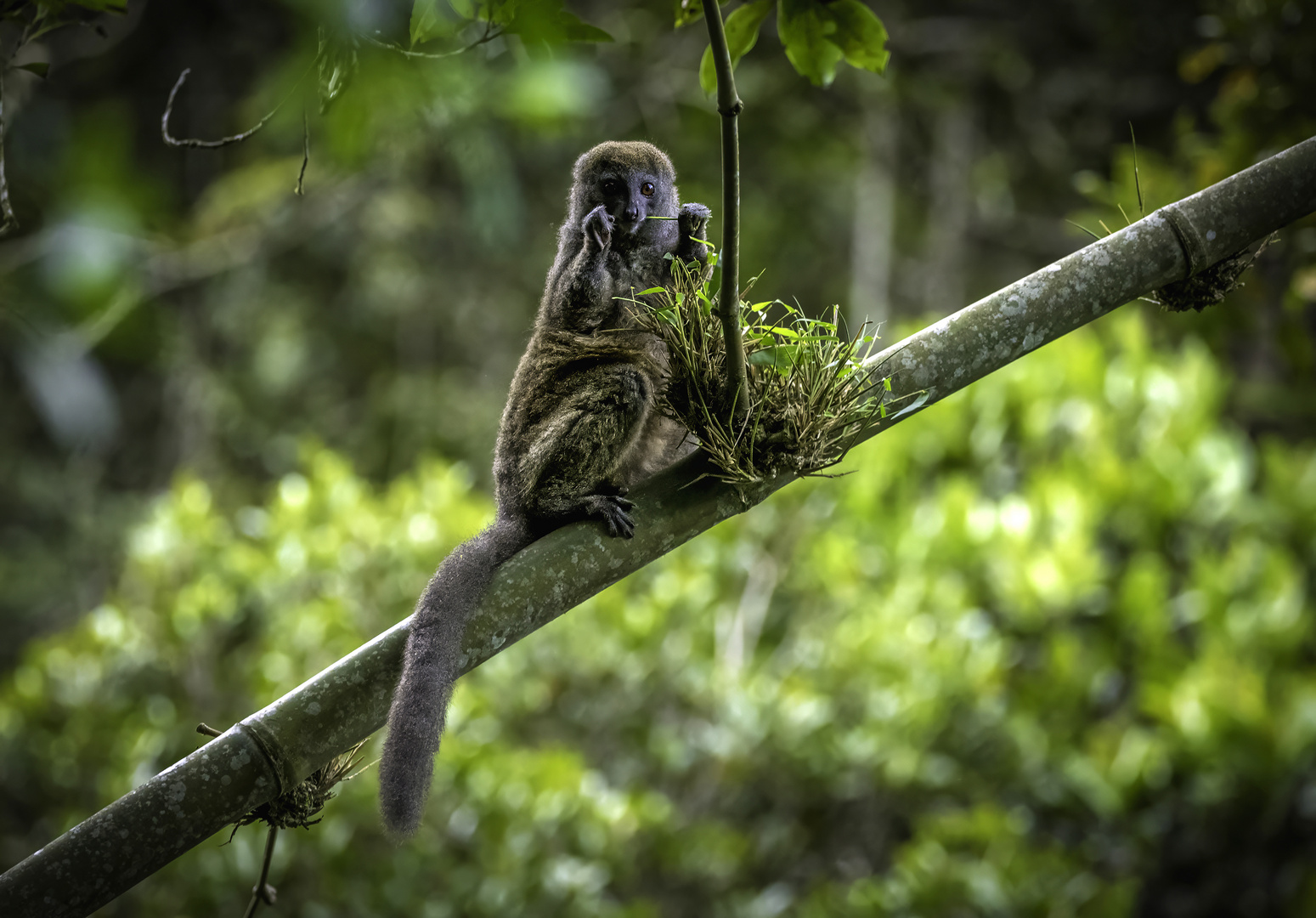 DER GRAUE BAMBUSLEMUR