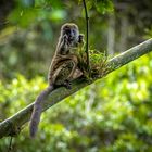 DER GRAUE BAMBUSLEMUR