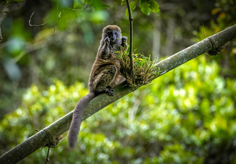 DER GRAUE BAMBUSLEMUR