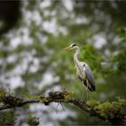 der "Graue" im Baum