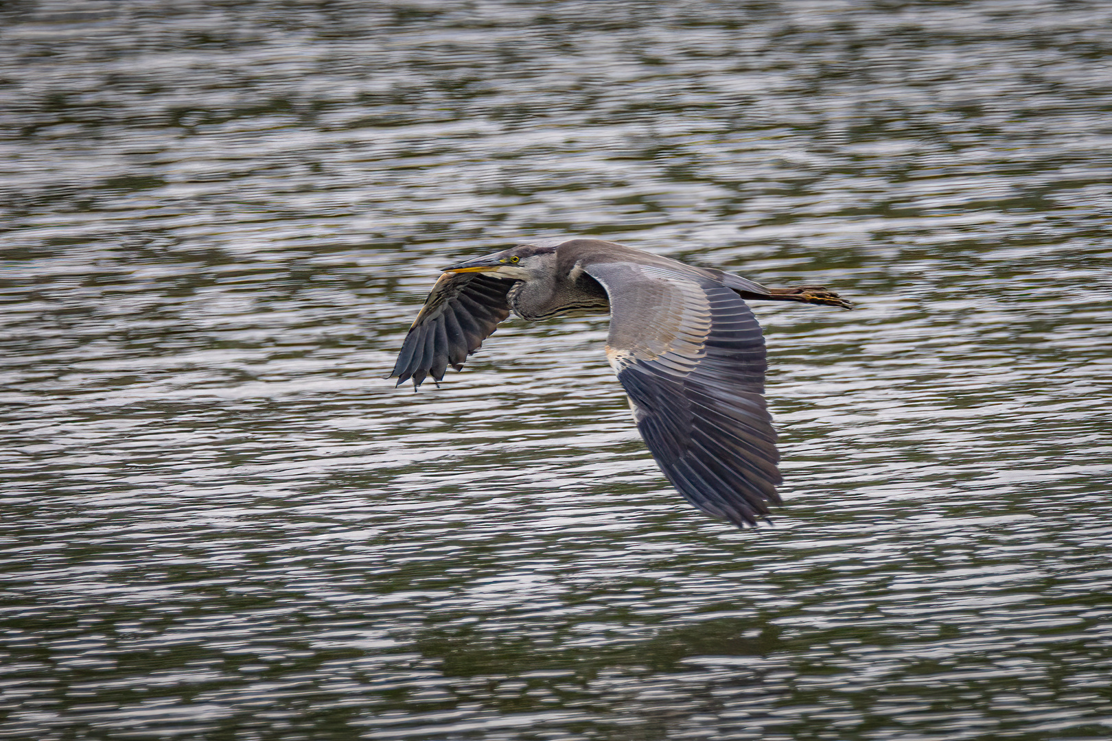 Der Graue im Flug