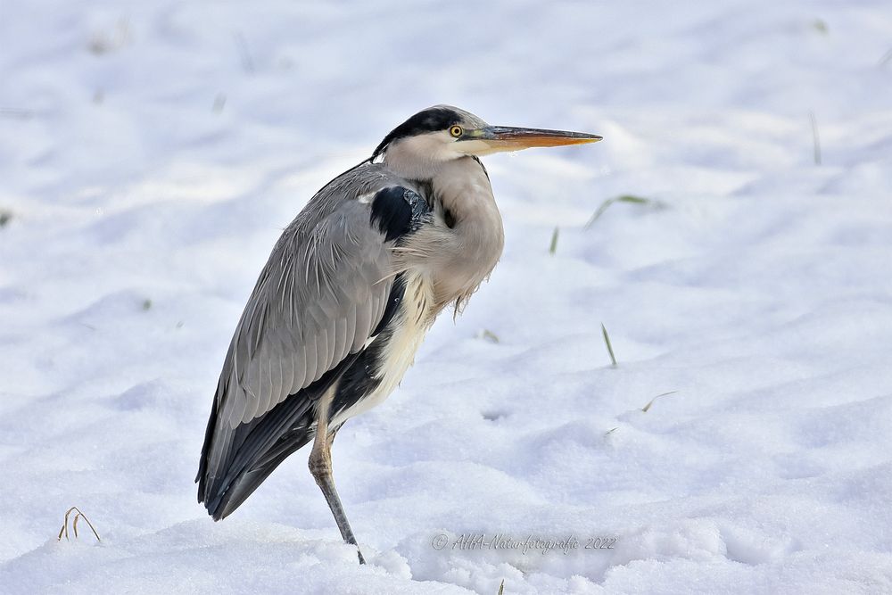 Der Graue im Schnee