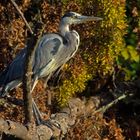 der Graue in der herbstlichen Morgensonne