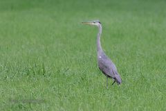 Der Graue in der Wiese