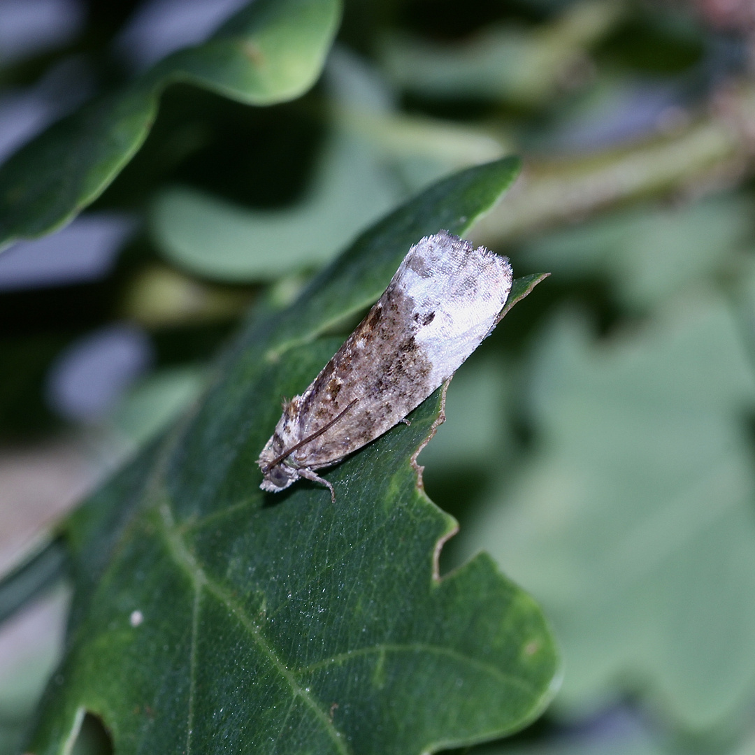 Der Graue Knospenwickler (Hedya nubiferana)