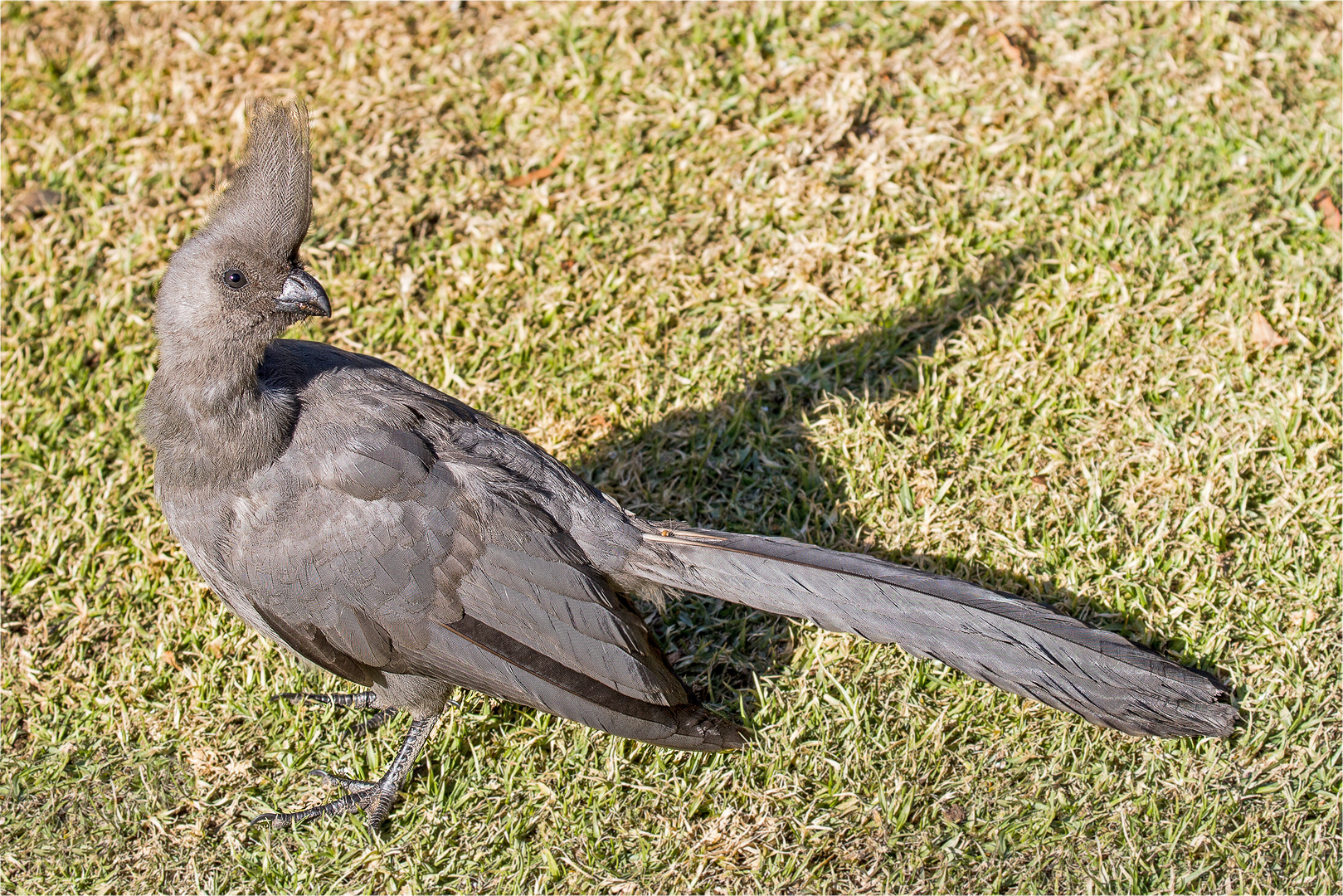 Der graue Lärmvogel. Foto & Bild tiere, wildlife, wild lebende
