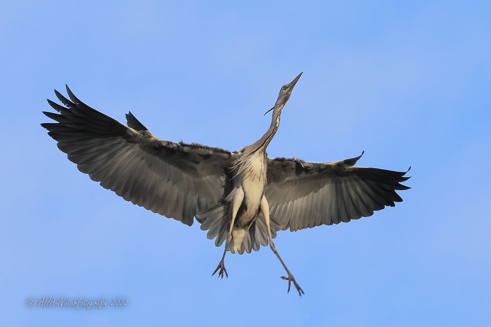 Der Graue schwebt heran