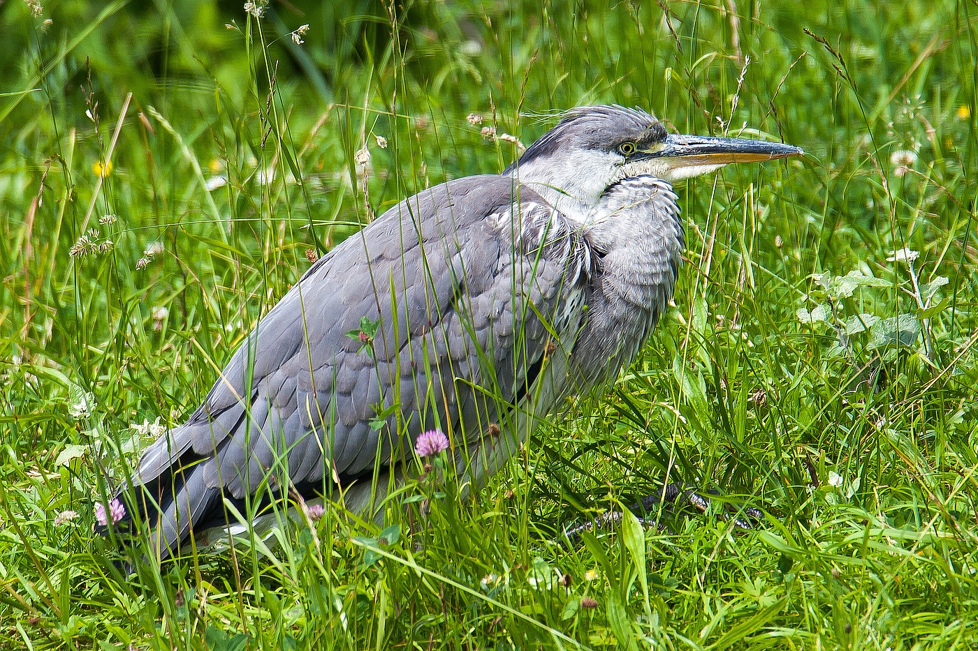 Der graue Spitzschnabelwiesenpieper