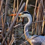 Der "Graue" war wieder am Weiher.....