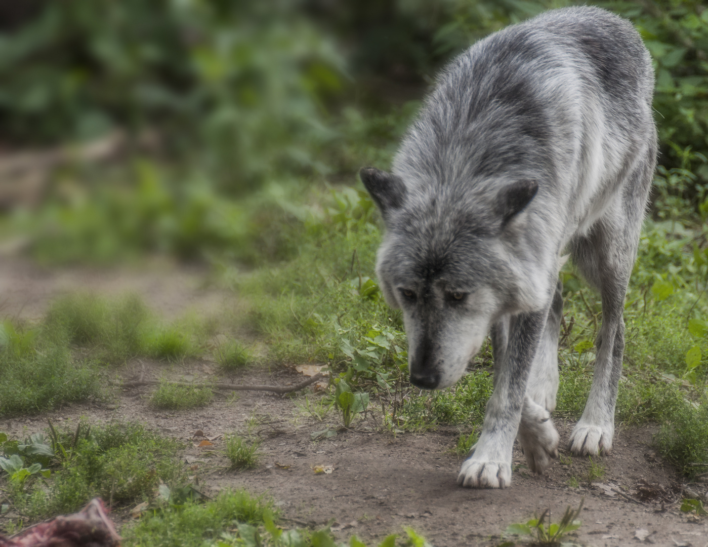 Der graue Wolf kehrt zurück