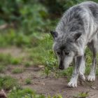 Der graue Wolf kehrt zurück