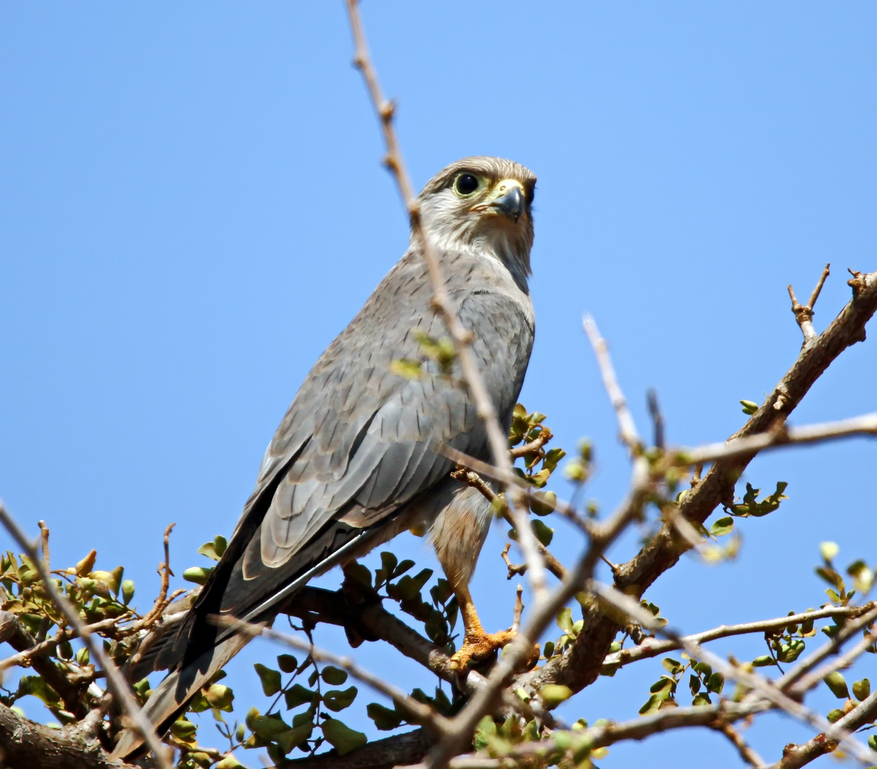 der Graufalke