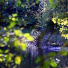 Der Graureiher (Ardea cinerea)