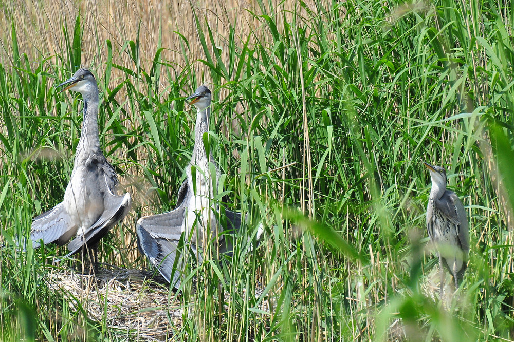 Der Graureiher (Ardea cinerea).....